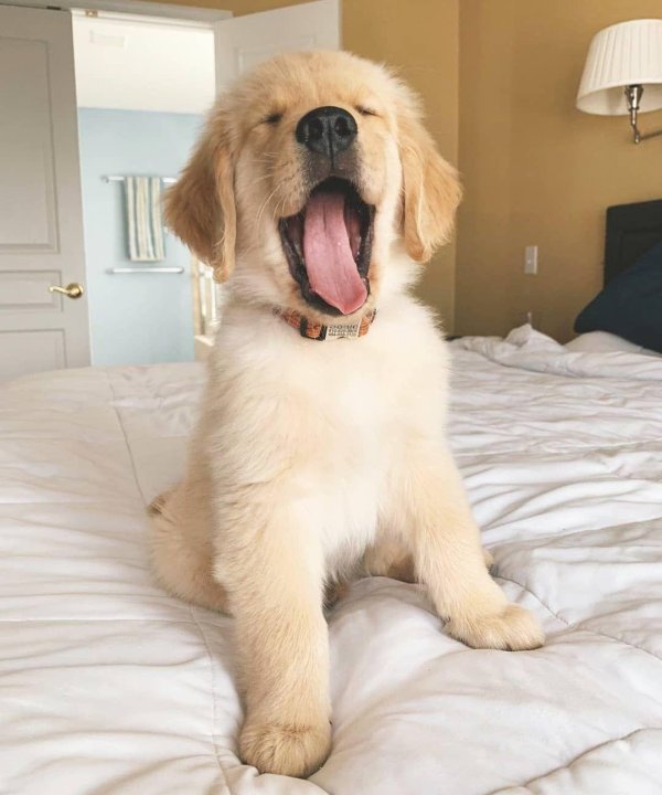 golden retriever puppy