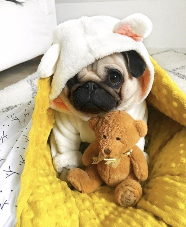 собачки мопсики