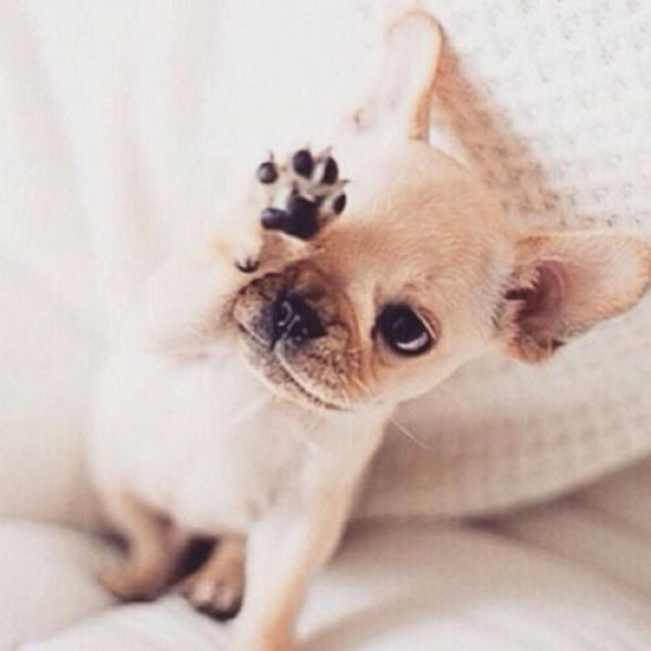 собачка чихуахуа