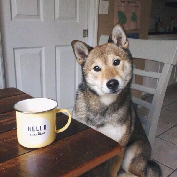 акита ину сезам