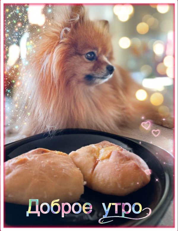 померанские шпицы