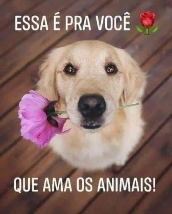 golden retriever dog