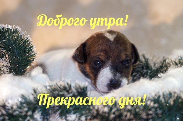 щенки джека рассела