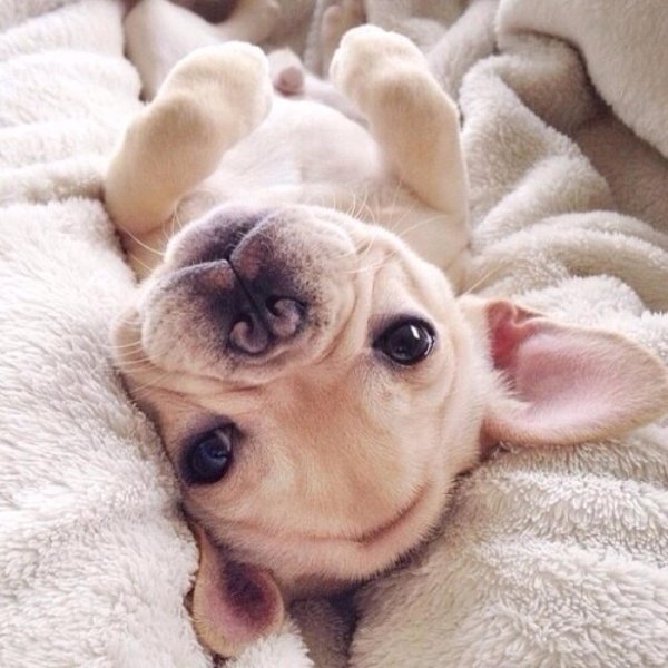 собачка милая