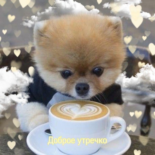 шпиц померанский