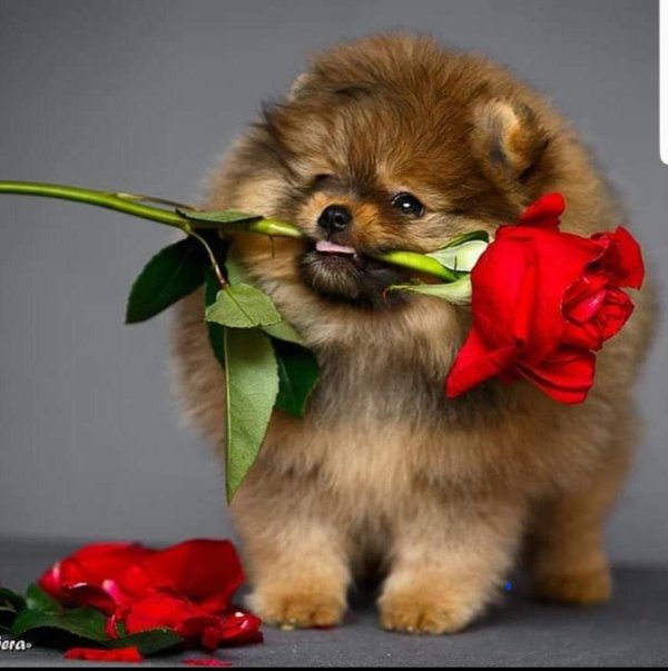 шпиц померанский