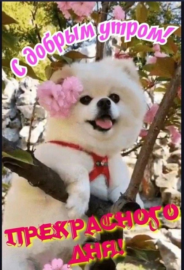 померанский шпиц boo