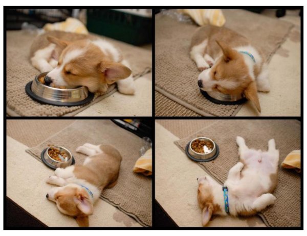 корги объелся