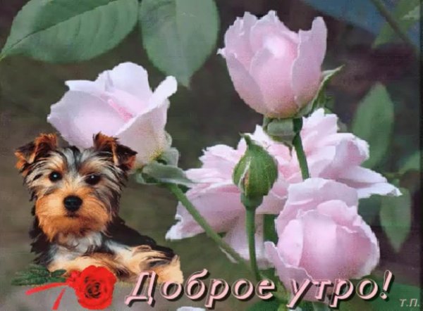 живая роза колышется