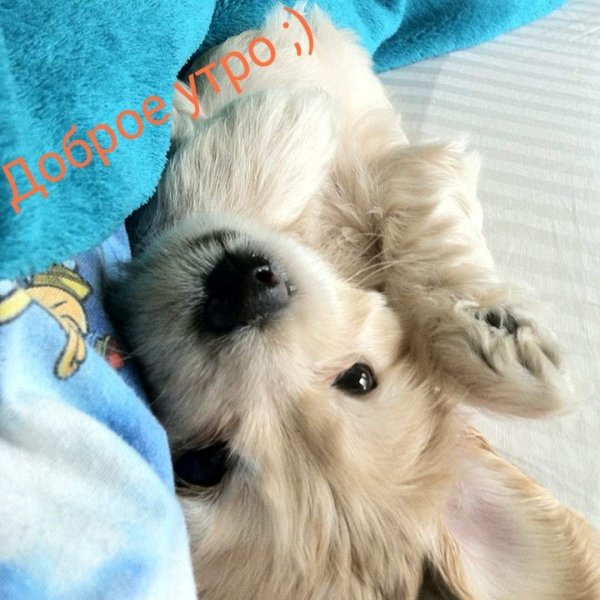 красивые собаки