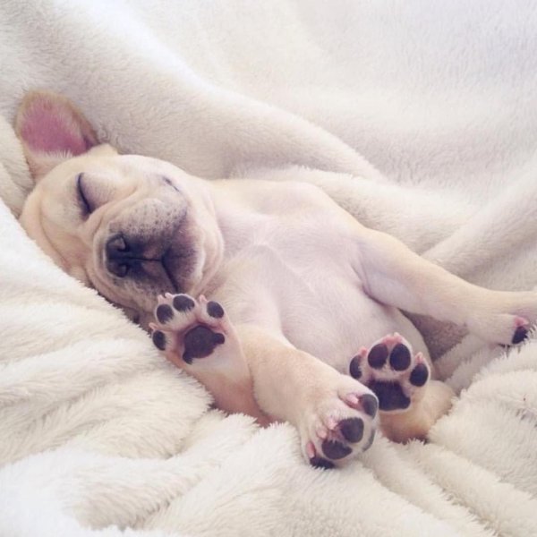 милые бульдоги