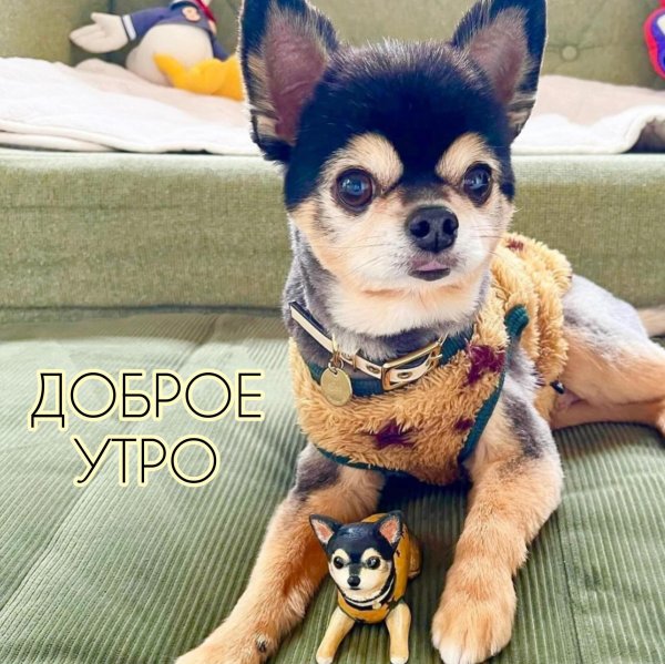 порода чихуахуа