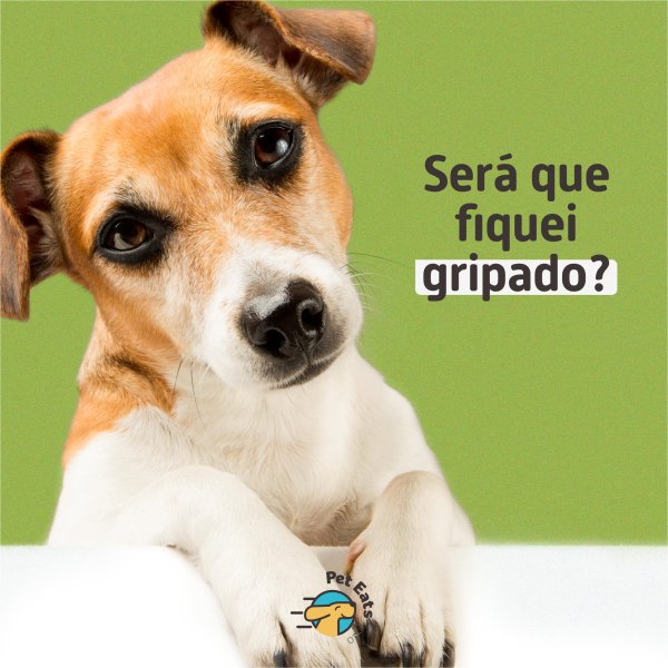 собака джек рассел