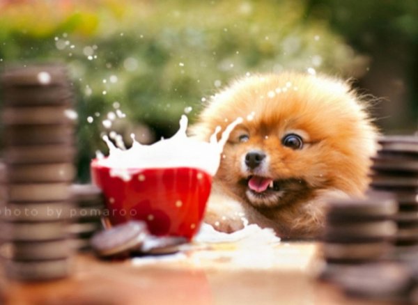 шпиц померанский