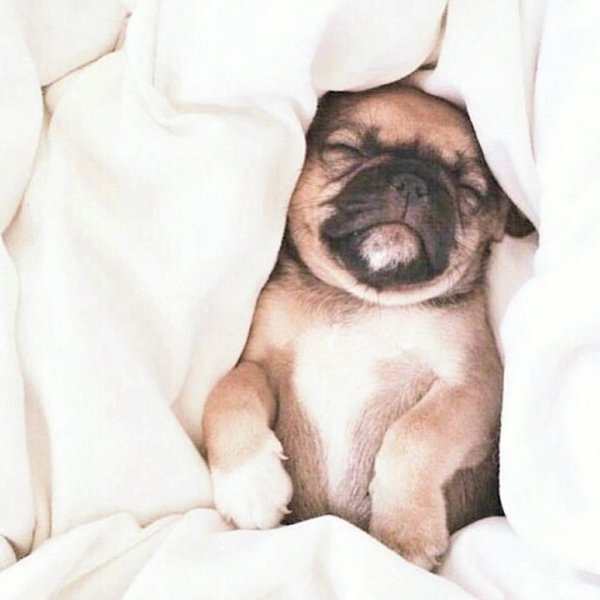 спящий мопс