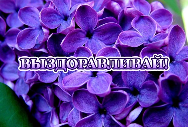 выздоравливай картинки