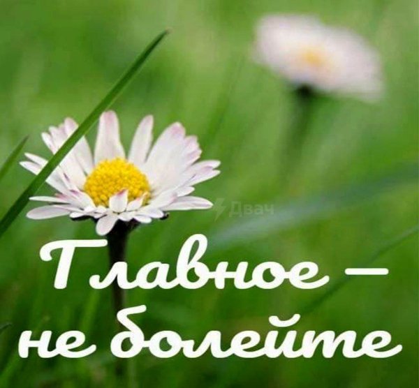 ромашка здоровья