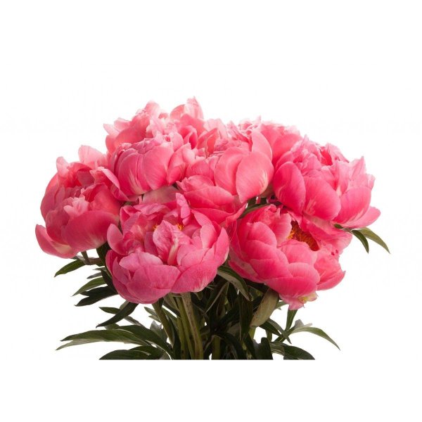 пион фламинго