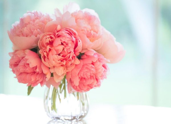 цветок пиона