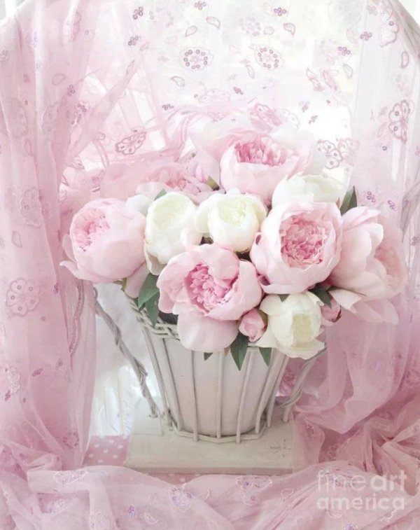 пионы шебби