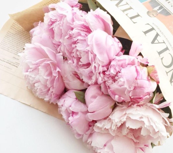 пион одилия