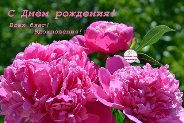 красивые пионы с днем рождения