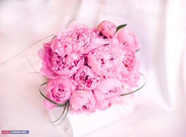 букет розовых пионов