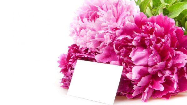 цветок пион