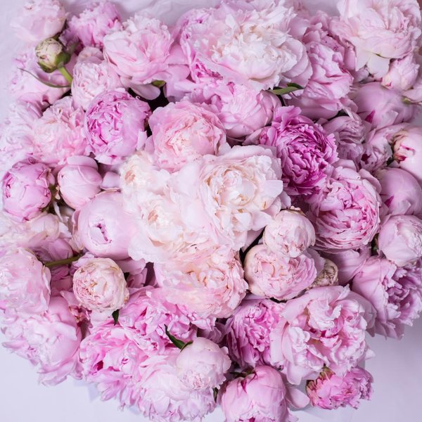 пион розовый