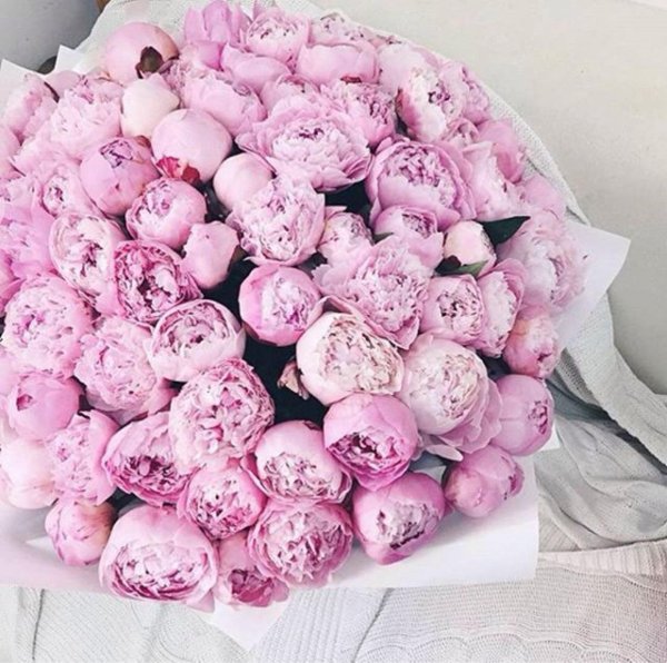 пион сара бернар