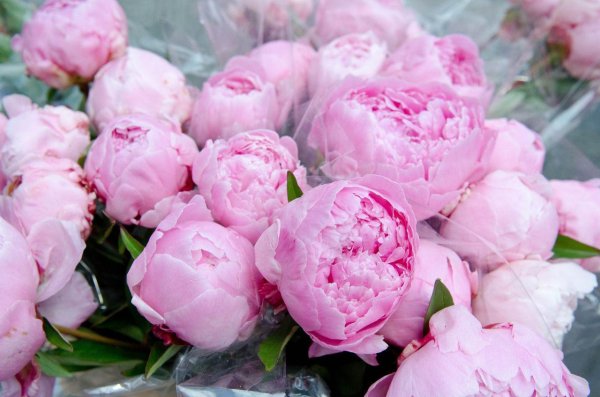 розовидные пионы