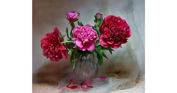 пионы збигнева копаня