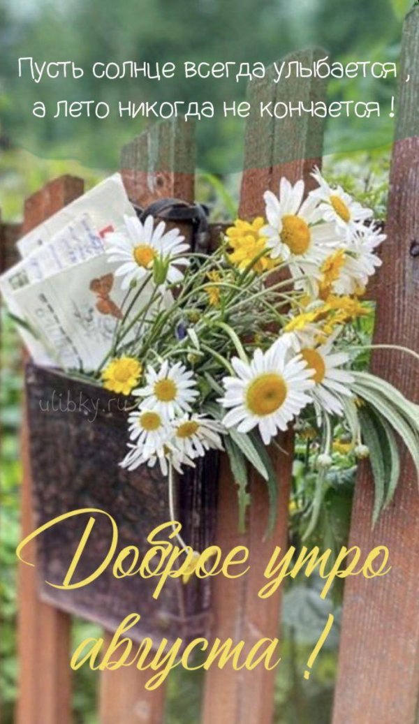 доброго утра ромашки