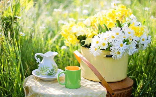 летнего утра