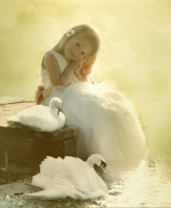 лебеди красивые