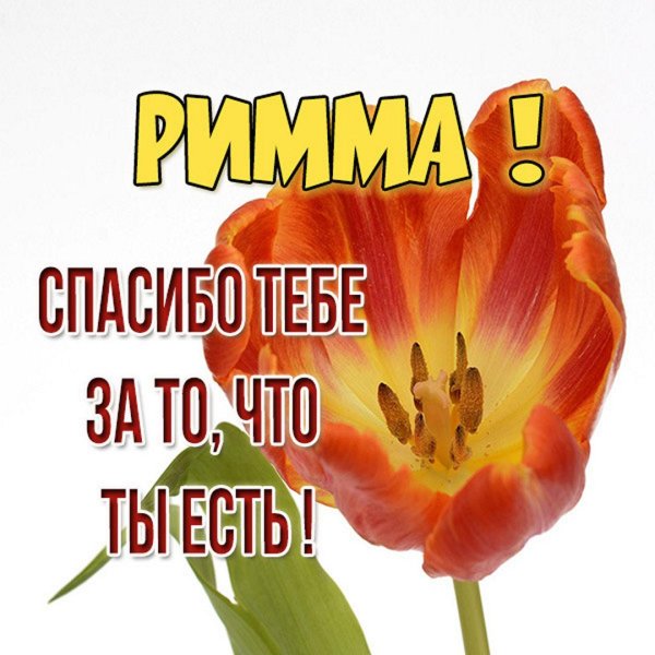 оранжевые тюльпаны