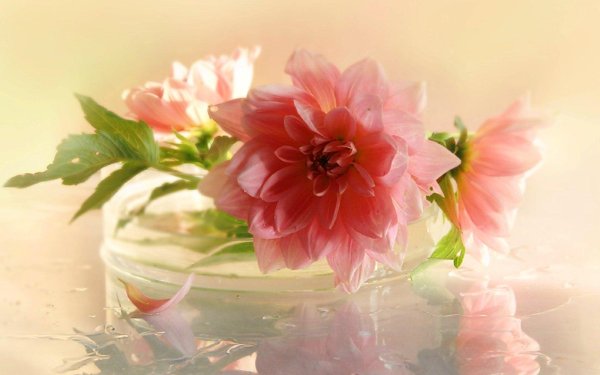 луиза гельтс шиповник