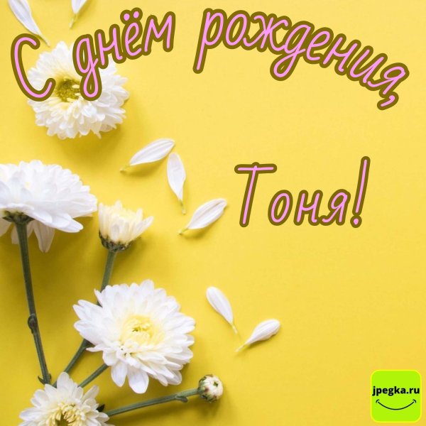 белые хризантемы