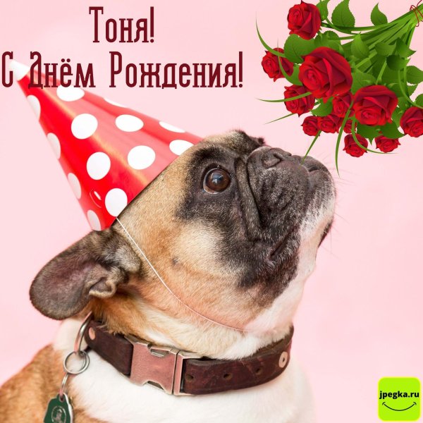 мопс с днем рождения