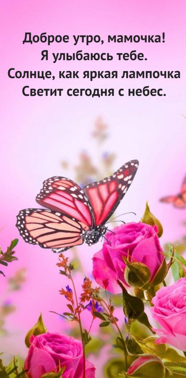 бабочка на розе