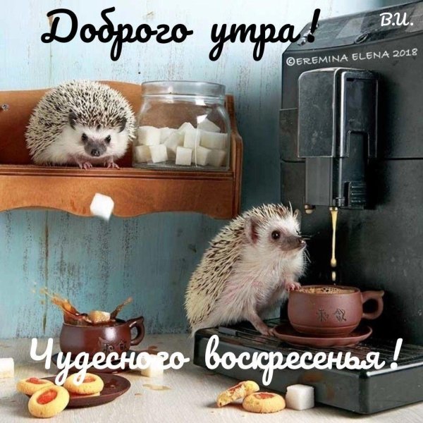 доброе утро еж