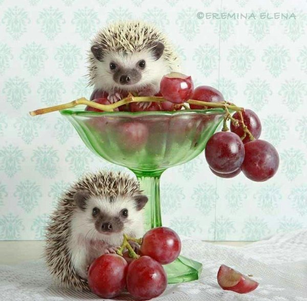 ежуванчики елена еремина