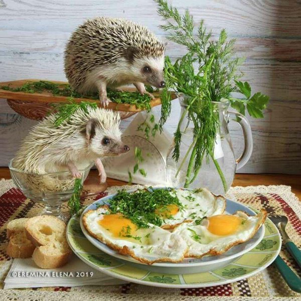 ёжики елены ерёминой