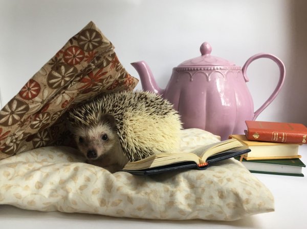 ежики милые