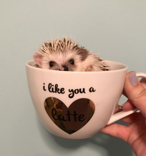 ежик в чашке