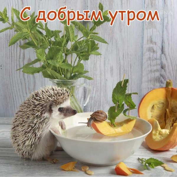 ёжики елены ерёминой