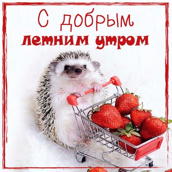 с добрым летнем утром
