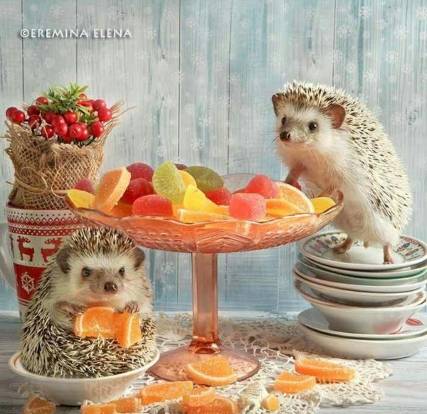 ёжики елена ерёмина