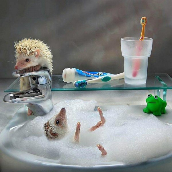 ежик купается