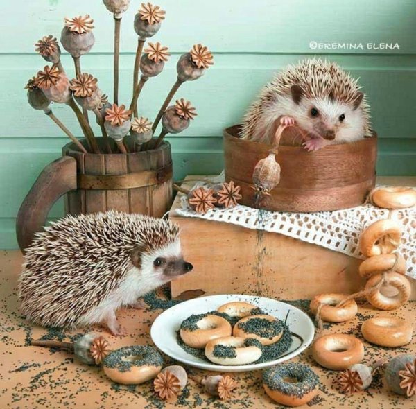 С ежиками доброе утро